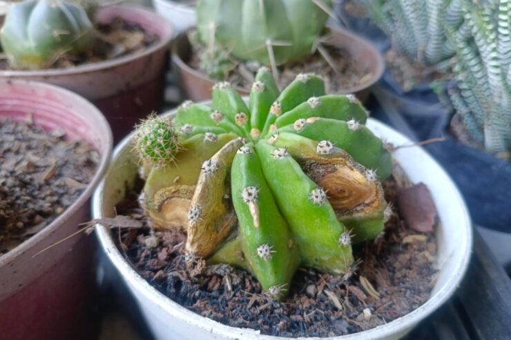 Warning Signs Your Cactus Is Dying